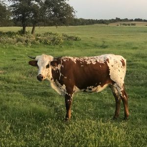 Meet your Posher, La vonda